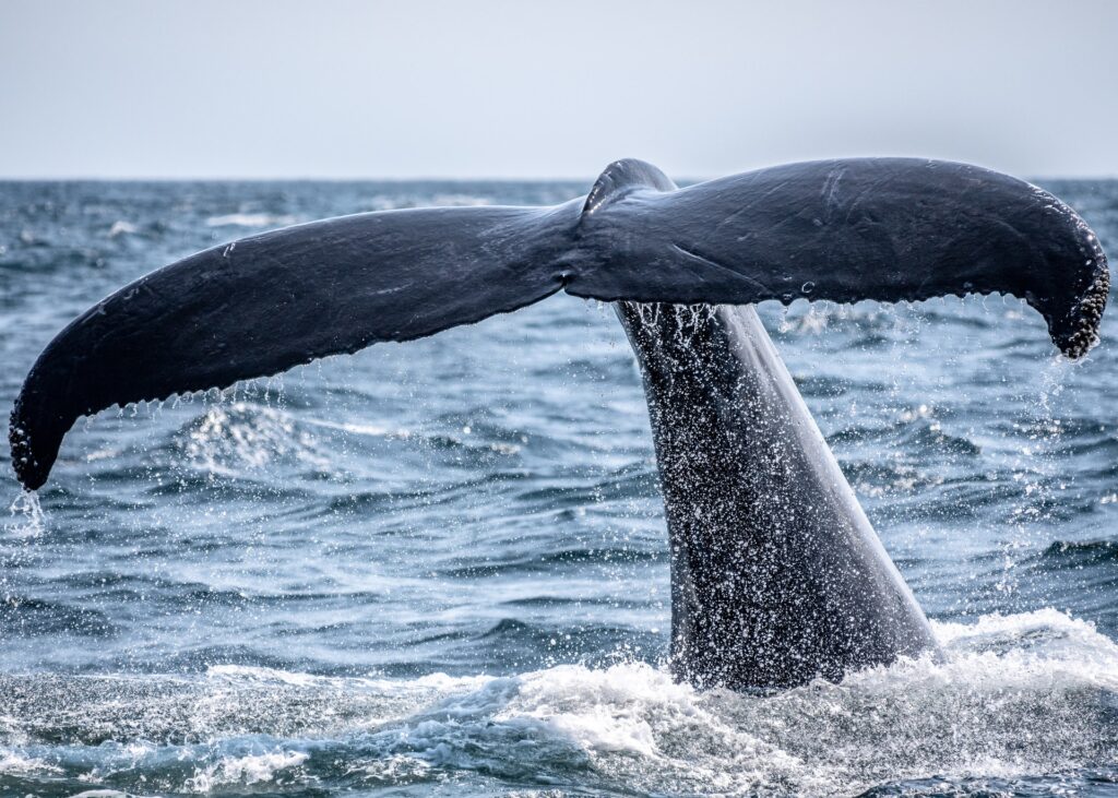 A whale tail