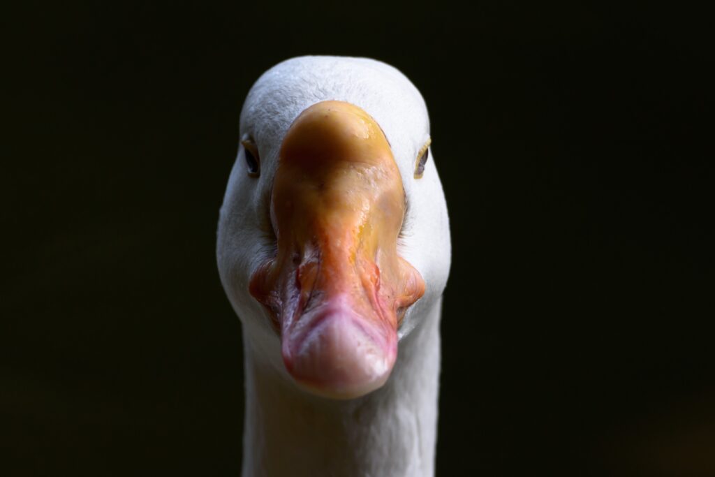 A white goose